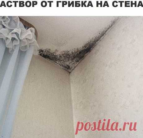 Борьба с грибком на стенах