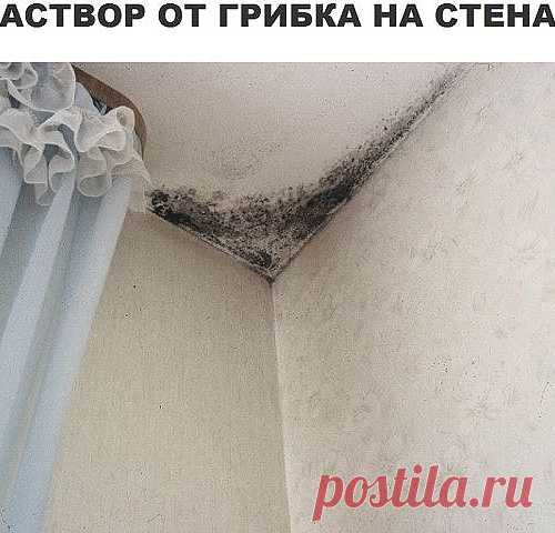 Борьба с грибком на стенах