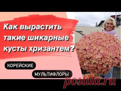 ХРИЗАНТЕМЫ. Наш многолетний опыт выращивания от А до Я