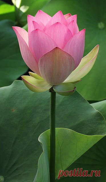 Найдено на сайте flickr.com.