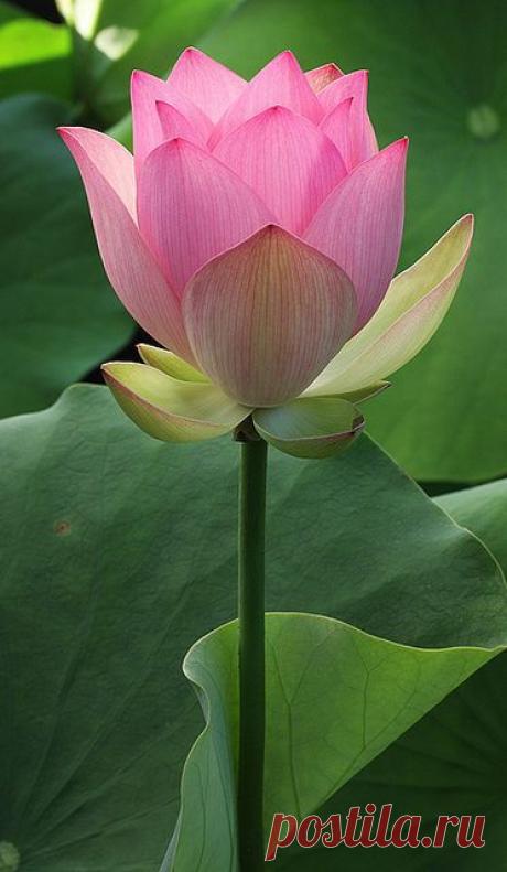 Найдено на сайте flickr.com.