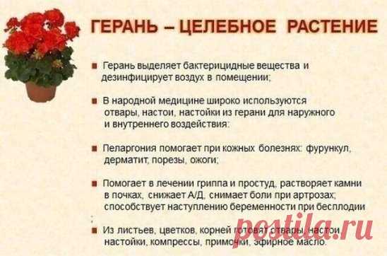Лечебная герань на нашем окне — забудьте об аптеках.