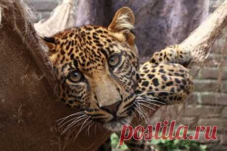 Африка — лучший дом для леопарда