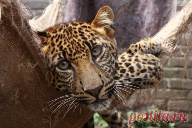 Африка — лучший дом для леопарда