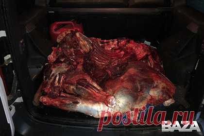 Появилось фото машины депутата от КПРФ Рашкина с тушей лося в багажнике. В сети появились фотографии машины депутата Госдумы от КПРФ Валерия Рашкина с разделанным лосем в багажнике. Сам инцидент произошел ночью 29 октября в Лысогорском районе Саратовской области. Полицейский вместе с сотрудником комитета охотничьего хозяйства и рыболовства остановили автомобиль члена компартии.