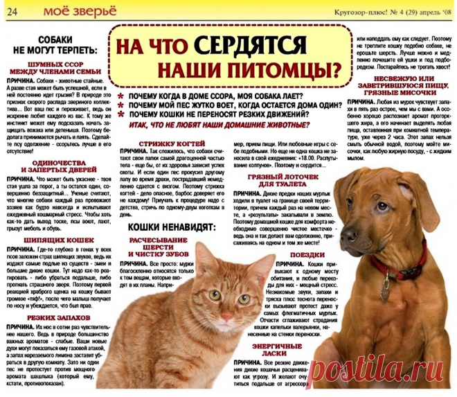 На что сердятся наши питомцы