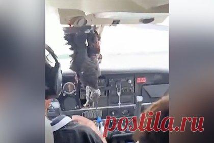 Стервятник с птицей в клюве врезался в самолет, пробил лобовое стекло и попал на видео