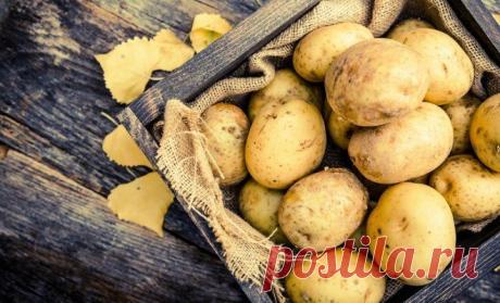 Как получить два урожая молодой картошки в средней полосе Несмотря на то, что молодой картофель – сезонный овощ, его урожай можно собирать дважды за сезон. Как это возможно? Узнайте из нашей статьи. Современные селекционеры выводят новые сорта картофеля, который можно выращивать все лето, и из одного посадочного материала получать два урожая за...