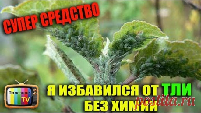 Я ИЗБАВИЛСЯ ОТ ТЛИ БЕЗ ХИМИИ СУПЕР СРЕДСТВО