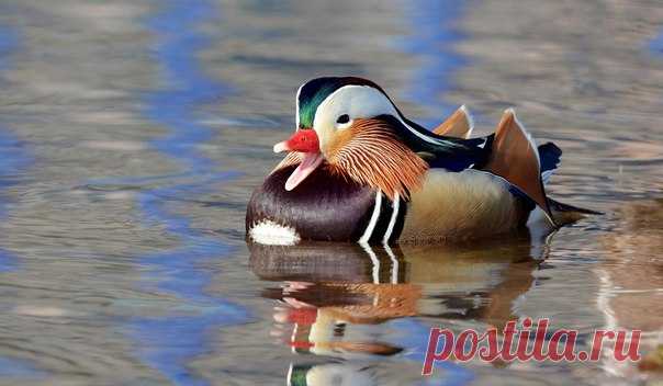 «Сбежавший франт». Мандаринка – птица из рода лесных уток. Автор фото – Светлана Медведева: nat-geo.ru/photo/user/162779/
