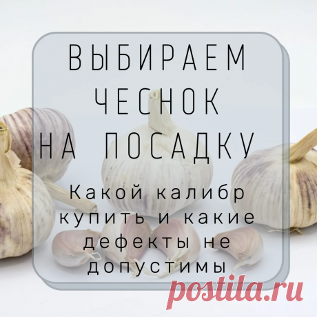 Захожу в интернет-магазин, а там всякие калибры и другие малопонятные характеристики. Давайте вместе разбираться какой чеснок выбрать для покупки и самое главное какие дефекты не допустимы при получении покупки почтой. | Садовый рай 🌱 | Яндекс Дзен