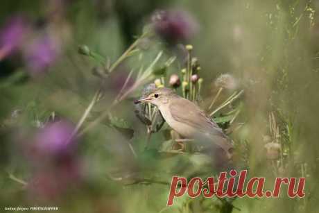 В густой высокой поросли ловят мух соловьиные сверчки )))
