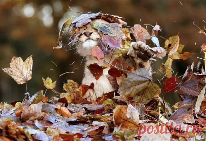 15 животных, которые наслаждаются магией осени