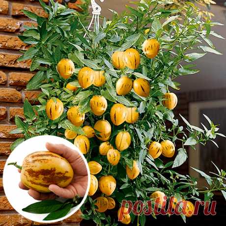 Пепино: экзотический гость из Перу на наших дачах