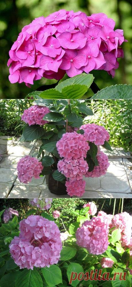 Особенности ухода за комнатной гортензией