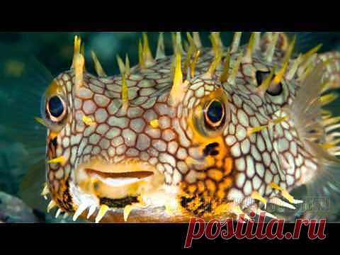 (+1) тема - Удивительный Водный Мир! Релакс. Relax. | ЛЮБИМЫЕ ФОТО