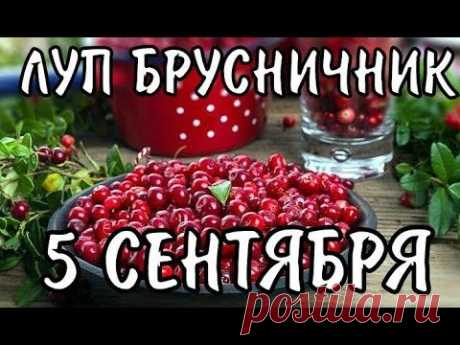 Пятое сентября знаменовало важный рубеж в сельскохозяйственном году. К этому времени полностью поспевала брусника, а на полях завершалось созревание овса.