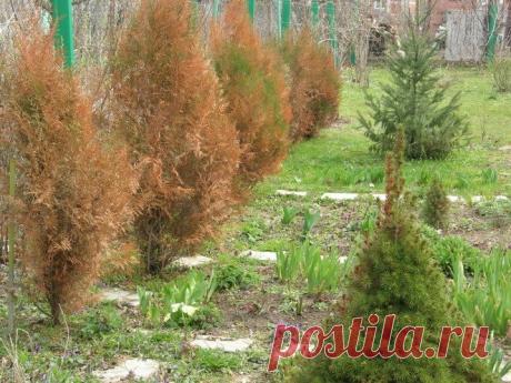 Как спасти тую, если она после зимовки стала жёлтой | Любимая дача и огородик Пульс Mail.ru Садоводы любят высаживать тую на дачных участках. Живая изгородь из туи украшает участок. Ее можно сажать на клумбах, придавать растениям интересную форму.