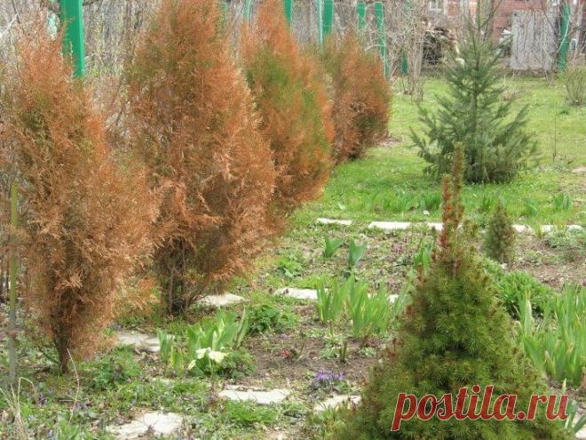 Как спасти тую, если она после зимовки стала жёлтой | Любимая дача и огородик Пульс Mail.ru Садоводы любят высаживать тую на дачных участках. Живая изгородь из туи украшает участок. Ее можно сажать на клумбах, придавать растениям интересную форму.