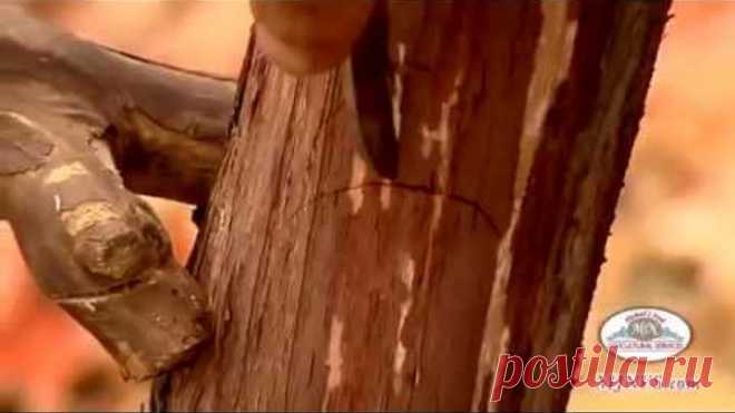 Шок!!!Перепрививка взрослых кустов винограда 2 inoculation of grapes