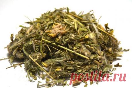 Астрагал — малоизвестная и почти волшебная трава. Свойства, приготовление настоев и отваров, выращивание. Фото — Ботаничка.ru