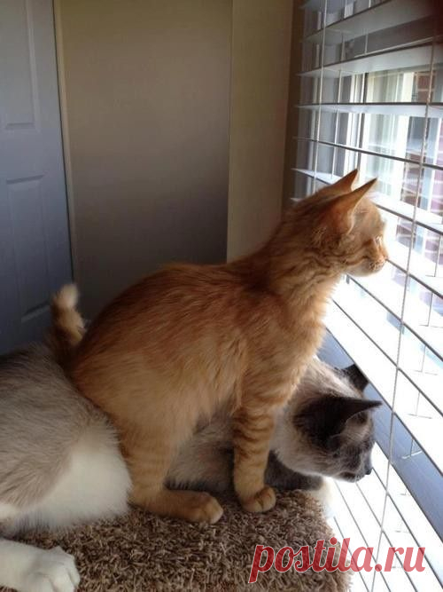 It’s Caturday (30 Photos) – badSENTINEL