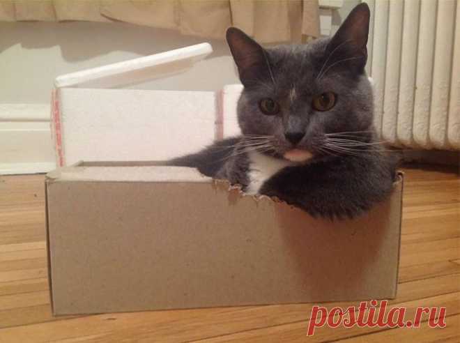 Коты и коробки