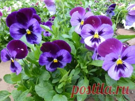 Фиалка рогатая: выращивание из семян