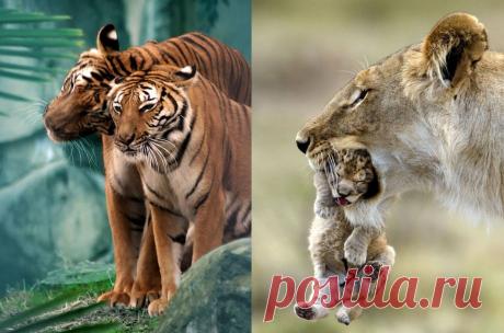 Семейный альбом / Путешествия / Моя Планета