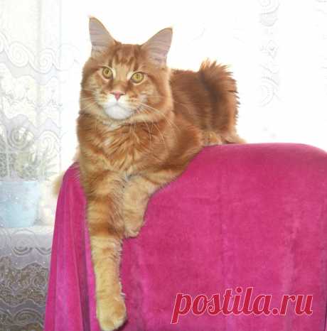 Maine coon WORLD | Facebook