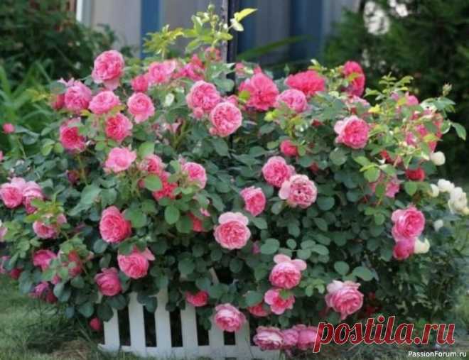 Дачникам. ​Розы обожают органические удобрения! С мая по середину июля, каждые две недели, им полезен полив раствором коровяка (1 часть коровяка на 10 частей воды). Под каждый куст выливаем по 3 литра. Но одним коровяком не обойтись, нужны и минеральные подкормки:Сразу после весенней обрезки (примерно в конце апреля) подкармливаем...