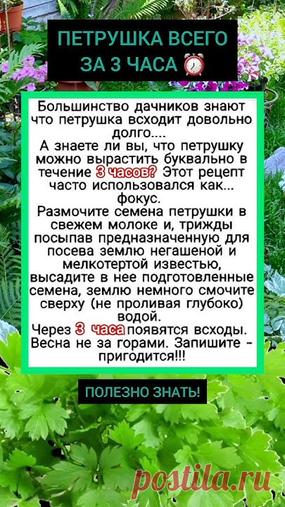 Вкусный сочный салат, который подходит на любой праздник.😋👌💯Ингредиенты:Куриное филе 200-300гСолёные или консервированные огурцы 200г Шампиньоны 300г или ...