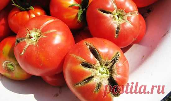 Почему трескаются помидоры в теплице - болезни томатов. .