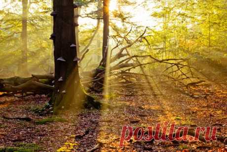 Живительный луч Солнца