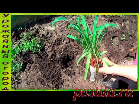 ТОНКОСТИ ПОСАДКИ РАССАДЫ КУКУРУЗЫ В ОТКРЫТЫЙ ГРУНТ!!