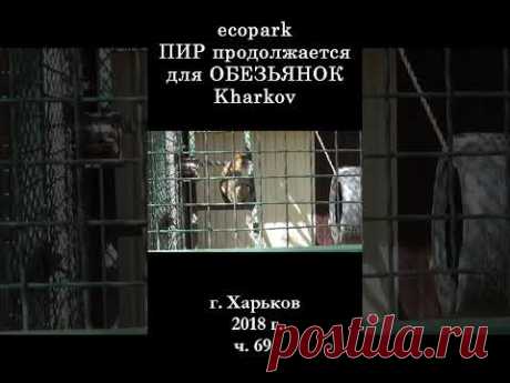 █ ЭкоПарк Харьков ч.69 / ПИР продолжается для ОБЕЗЬЯНОК / 2018 г. #shorts