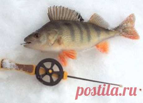 Рыбалка видео: Виды зимних удочек для ловли окуня