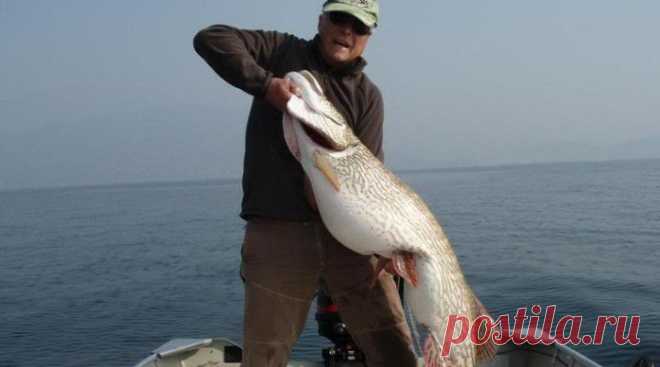 На спиннинг, без крючка