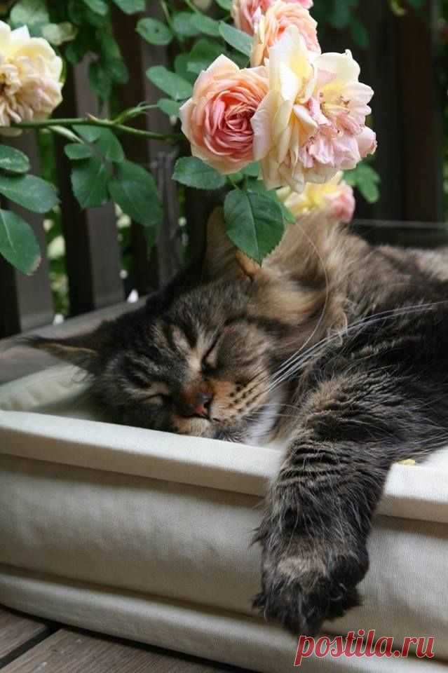 (78) I Love My Maine Coon Cat