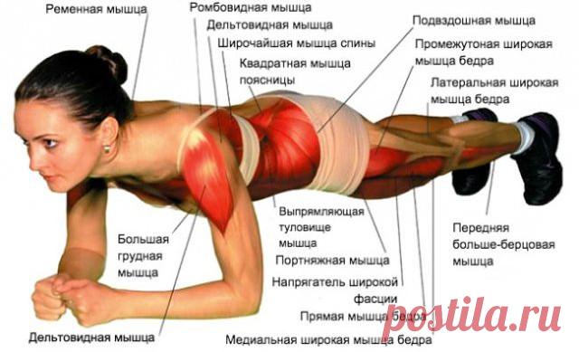 Планка — одно из самых популярных и эффективных упражнений для пресса по всему миру.