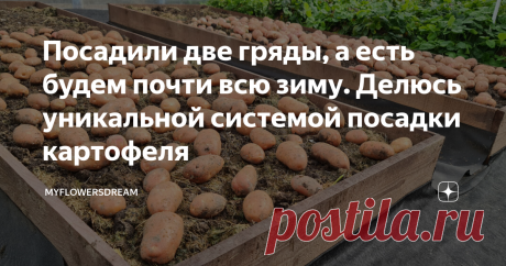 Посадили две гряды, а есть будем почти всю зиму. Делюсь уникальной системой посадки картофеля Как и обещала делюсь с Вами уникальной системой посадки картофеля. Этот способ доказывает, что не нужно сажать по несколько соток, а потом карячиться на этом поле всё лето, достаточно посадить несколько грядок и чтобы обеспечить себя урожаем крупного и вкусного картофеля. Мы посадили две гряды, к моменту выкопки на грядах осталось 13 и 16 кустов, выкопали 90 литров. Этого хватит п...