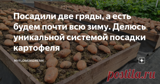 Посадили две гряды, а есть будем почти всю зиму. Делюсь уникальной системой посадки картофеля Как и обещала делюсь с Вами уникальной системой посадки картофеля. Этот способ доказывает, что не нужно сажать по несколько соток, а потом карячиться на этом поле всё лето, достаточно посадить несколько грядок и чтобы обеспечить себя урожаем крупного и вкусного картофеля. Мы посадили две гряды, к моменту выкопки на грядах осталось 13 и 16 кустов, выкопали 90 литров. Этого хватит п...