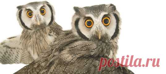 Чтобы выживать в самых разных условиях, пернатые современные динозавры – а их насчитывается около 10 тысяч видов – в ходе эволюции получили множество всевозможных приспособлений. Сегодня птицы не просто играют важную роль в природе: наша жизнь без них была бы невыносимой. Рассказываем, почему, и любуемся птичьими портретами от Джоула Сартори. #NGЛонгрид@natgeoru