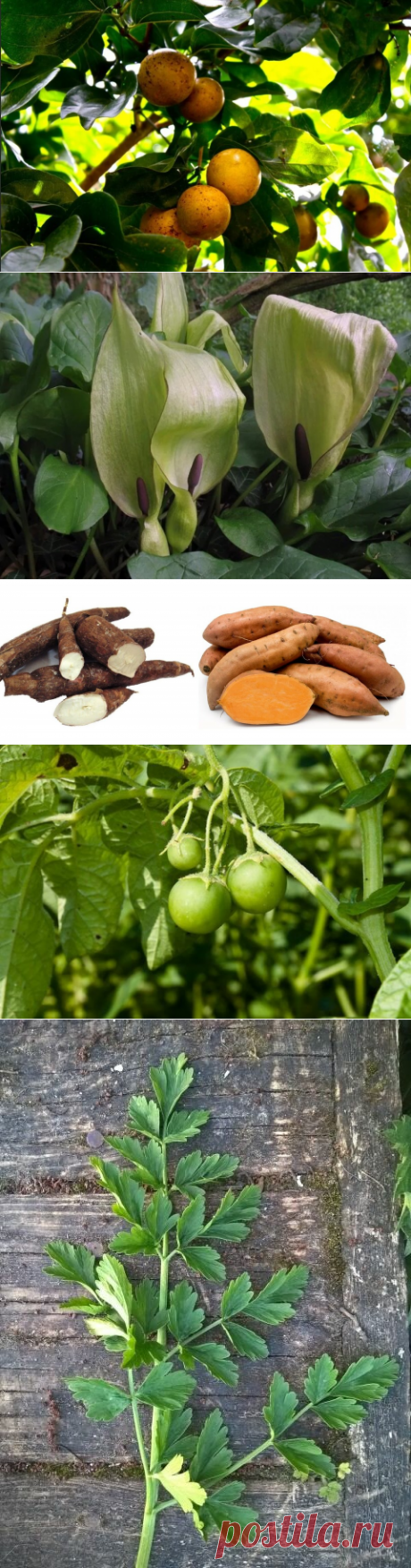 Петрушка-убийца. Игра в «съедобное – несъедобное» со смертью | Журнал &quot;Лучик&quot; | Яндекс Дзен