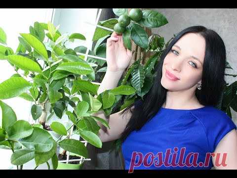 Апельсин в домашних условиях - плодоношение, уход - YouTube