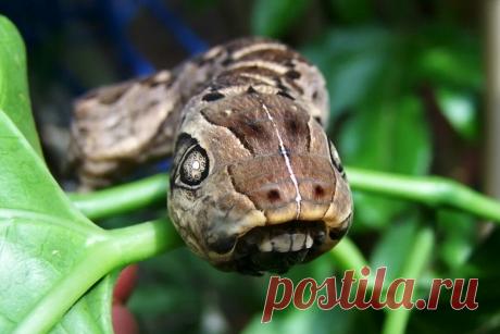 Чтобы выжить оно маскируется под обрубок змеи | Планетяне | Дзен