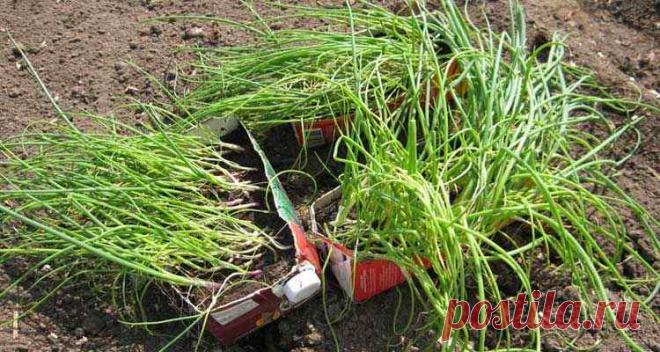 Лук на рассаду
Большинство огородников выращивает репчатый лук в двухлетней культуре — в первый год, посеяв семена-чернушку густо, получают лук- севок (арбажейку), а высадив ее на второй год —...
Читай дальше на сайте. Жми подробнее ➡