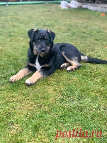 Миниатюрный красавец щенок-подросток Гринч ищет дом. Москва и МО – ЗАЩИТА ЖИВОТНЫХ, пользователь Любовь Морган | Группы Мой Мир