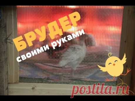 Брудер своими руками. Кормление цыплят и индюшат.