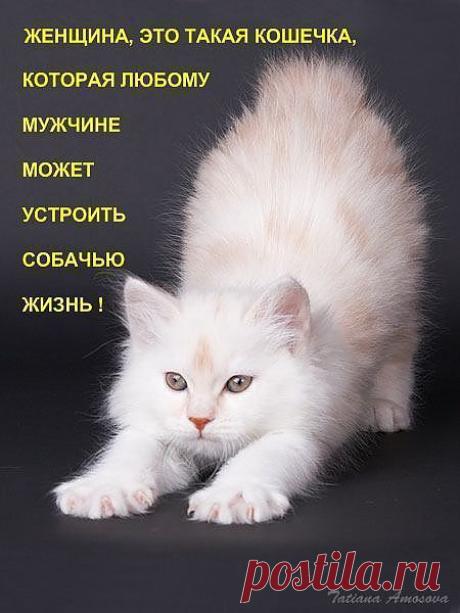 Женщина - кошка